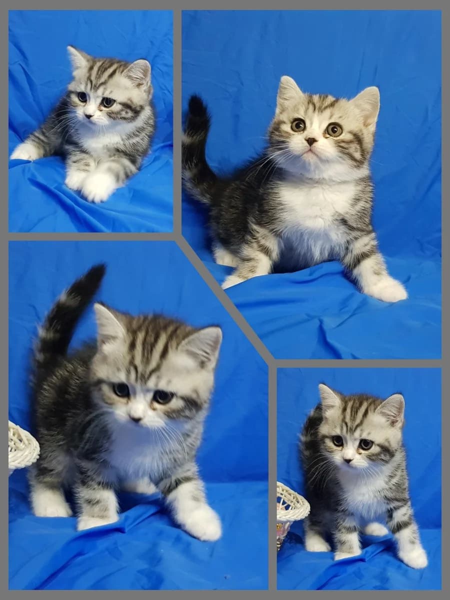 Shotlandskiy kotenok (Шотландский котенок), Mixed Breed (Kotyata Darom)