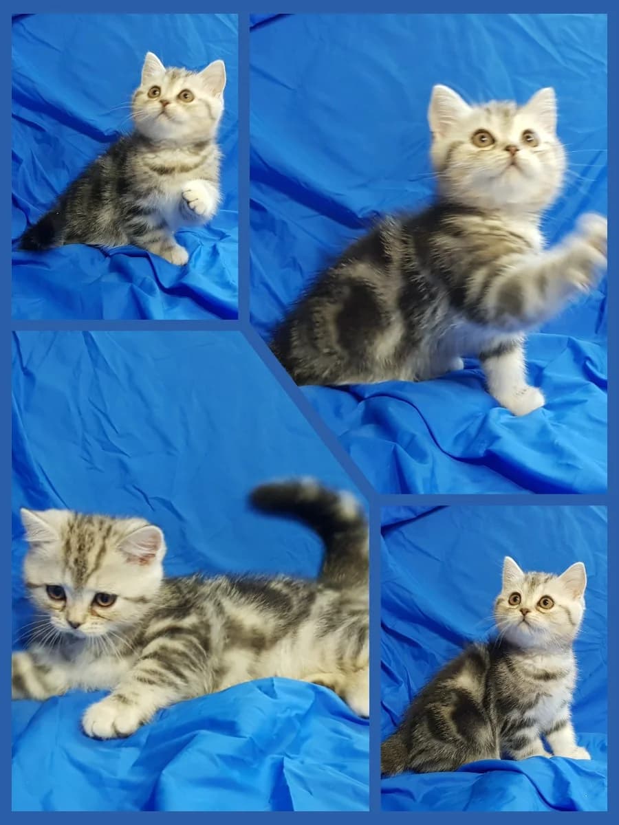 Kotyak kotenok shotlandskiy (Котяк котенок шотландский), Mixed Breed (Kotyata Darom)