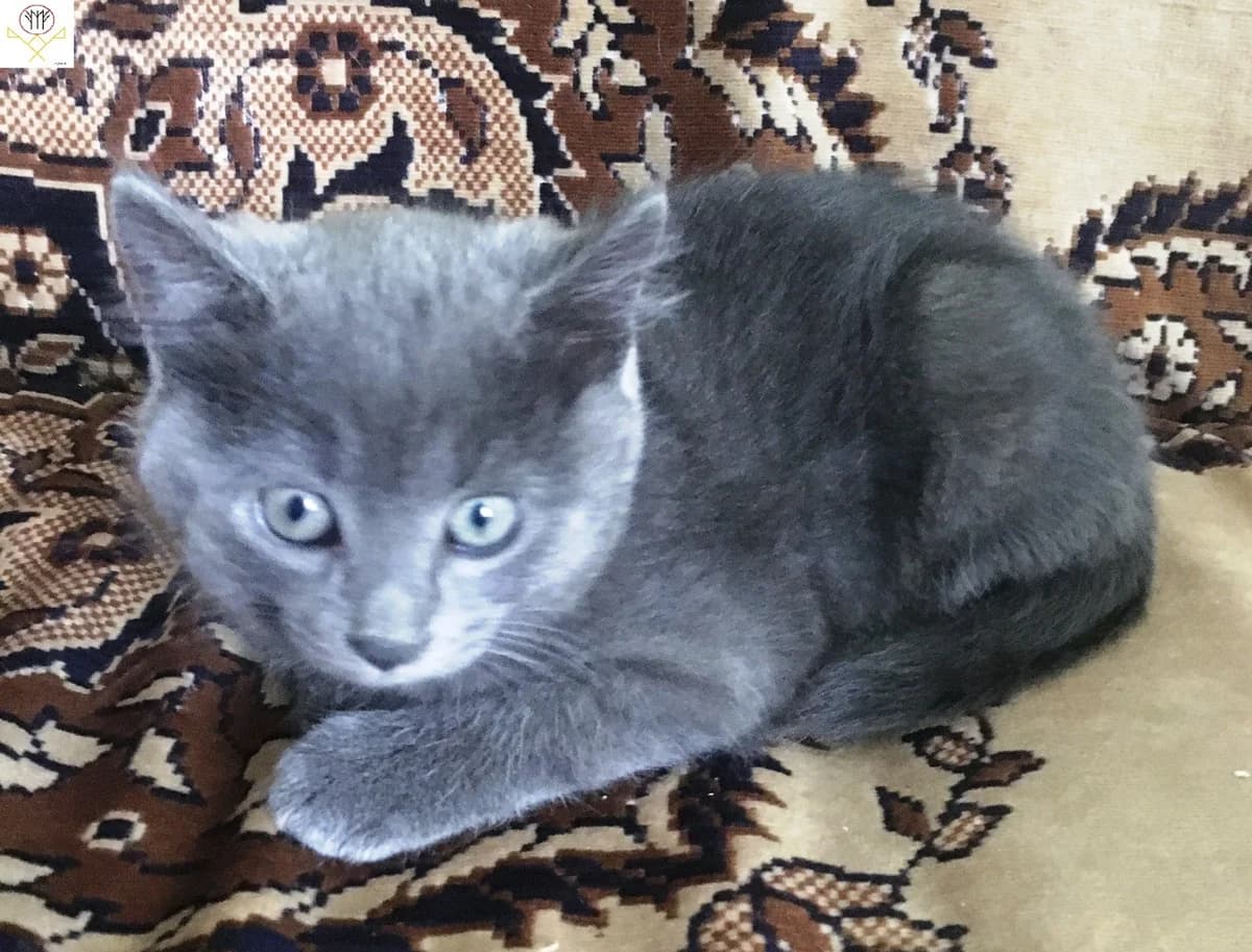 Kotik Dymok v Dar (Котик Дымок в Дар), Mixed Breed (Kotyata Darom)