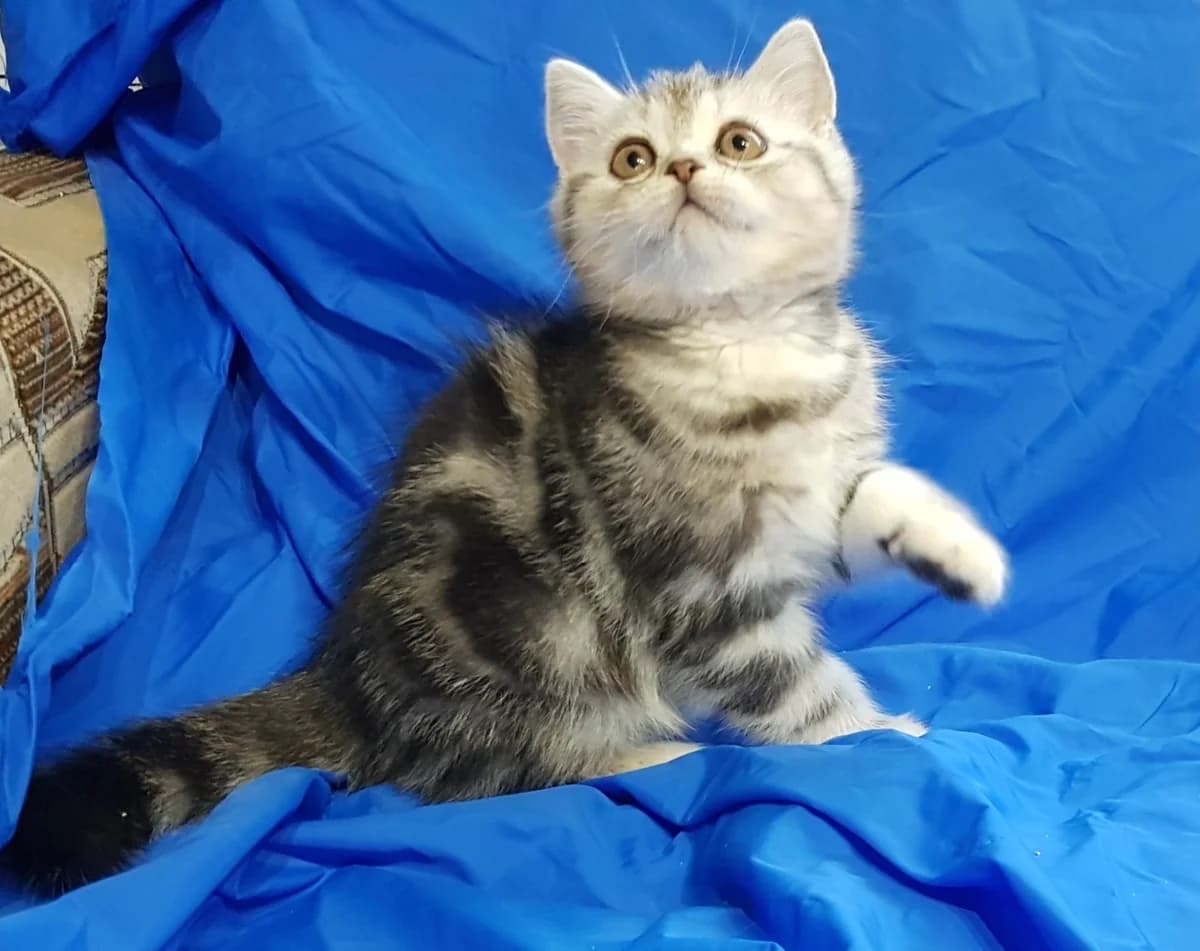 Shotlandskie kotyata (Шотландские котята), Mixed Breed (Kotyata Darom)