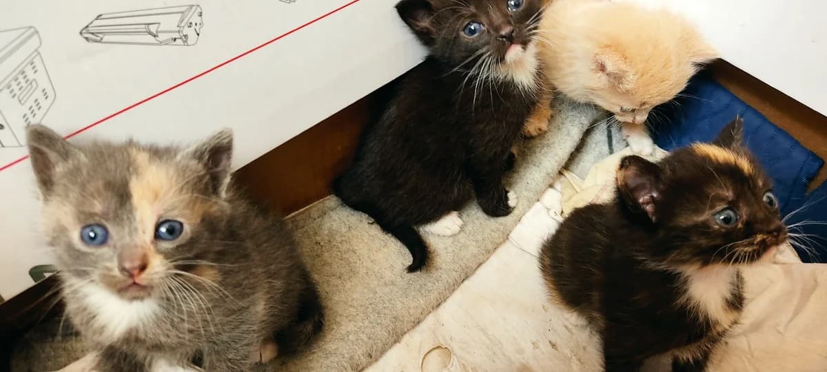 Kotyata v dar (Котята в дар), Mixed Breed (Kotyata Darom)