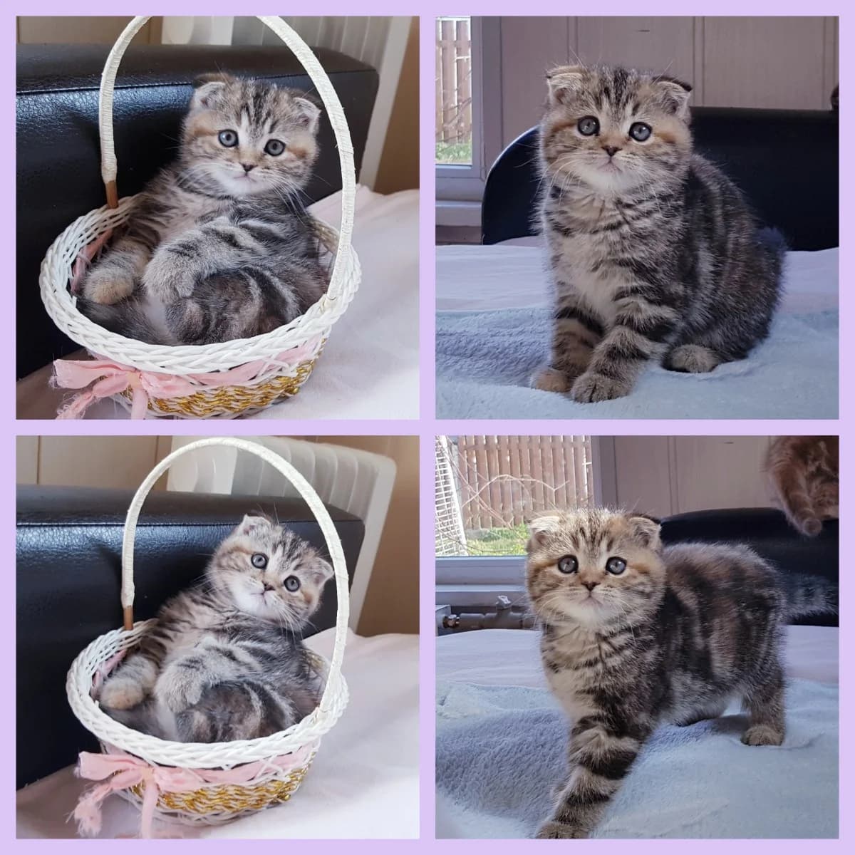 Visloukhie shotlandskie kotyata (Вислоухие шотландские котята), Mixed Breed (Kotyata Darom)