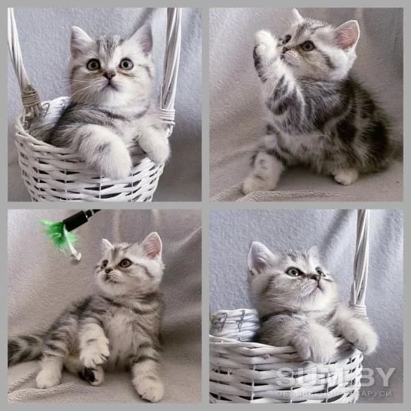 Chudo kotik,kotenok shotlandskiy (Чудо котик,котенок шотландский), Mixed Breed (Kotyata Darom)