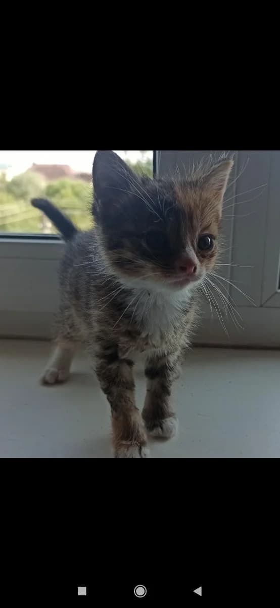 Kotёnok v dobrye ruki v dar (Котёнок в добрые руки в дар), Mixed Breed (Kotyata Darom)