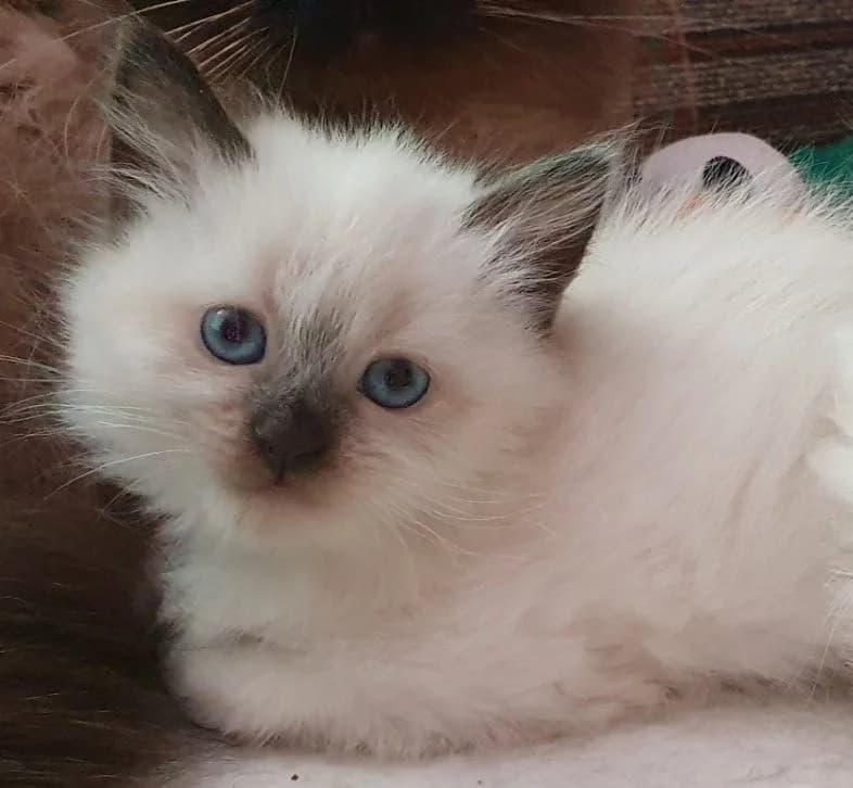Koshechka "NEVSKAYa MASKARADNAYa" (Кошечка "НЕВСКАЯ МАСКАРАДНАЯ"), Mixed Breed (Kotyata Darom)