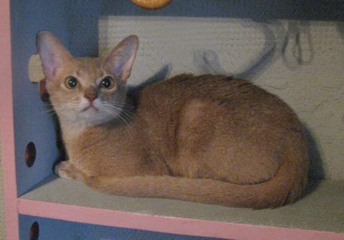 abissinskiy malchik okrasa favn (абиссинский мальчик окраса фавн), Mixed Breed (Kotyata Darom)