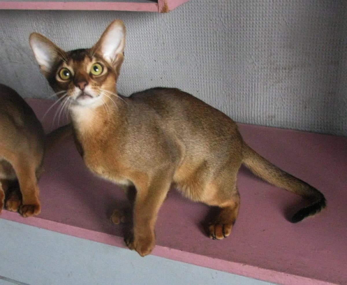 Abissinskiy kotenok malchik dikogo okrasa (Абиссинский котенок мальчик дикого окраса), Mixed Breed (Kotyata Darom)