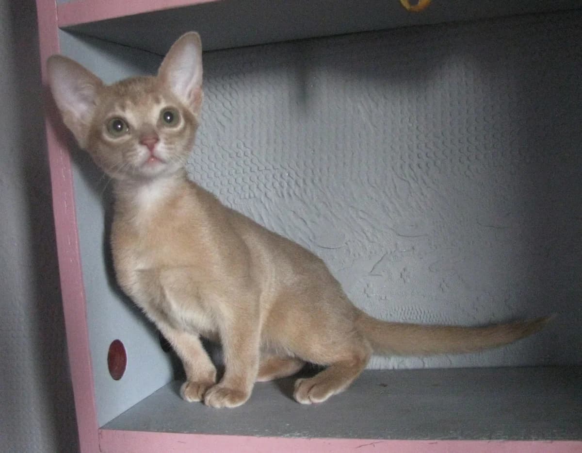 Abissinskiy kotenok devochka okrasa favn (Абиссинский котенок девочка окраса фавн), Mixed Breed (Kotyata Darom)
