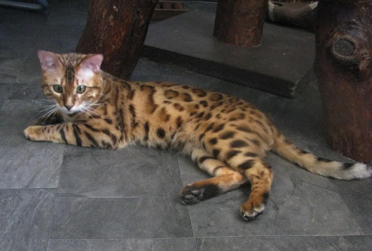 Bengalskiy kot shikarnogo okrasa (Бенгальский кот шикарного окраса), Mixed Breed (Kotyata Darom)
