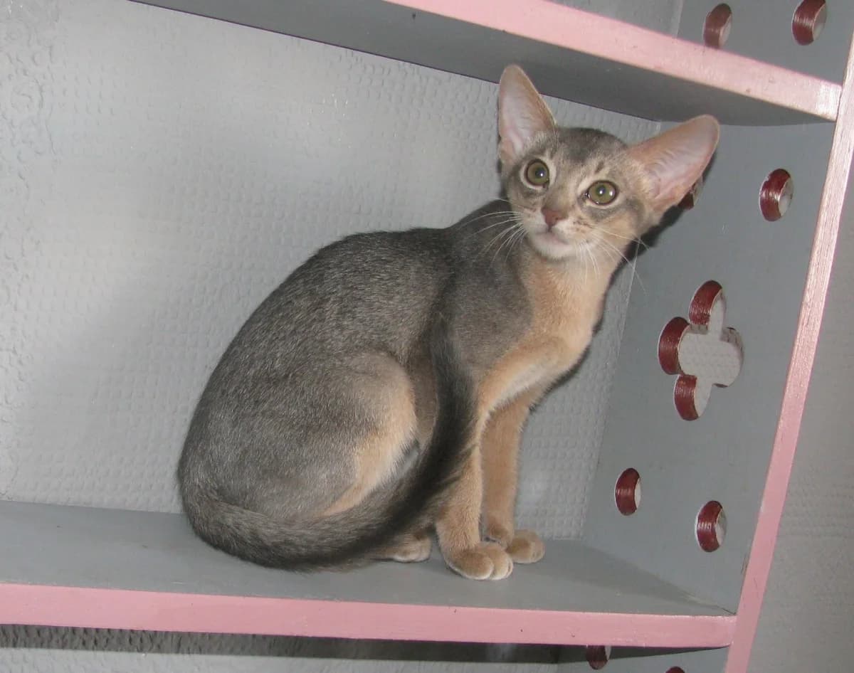Abissinskiy kot golubogo okrasa (Абиссинский кот голубого окраса), Mixed Breed (Kotyata Darom)