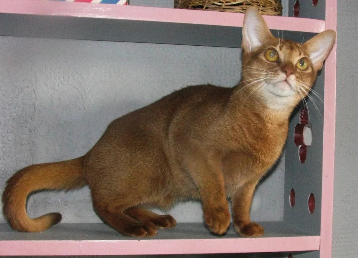 Abissinskiy kotenok devochka okrasa sorrel (Абиссинский котенок девочка окраса соррель), Mixed Breed (Kotyata Darom)