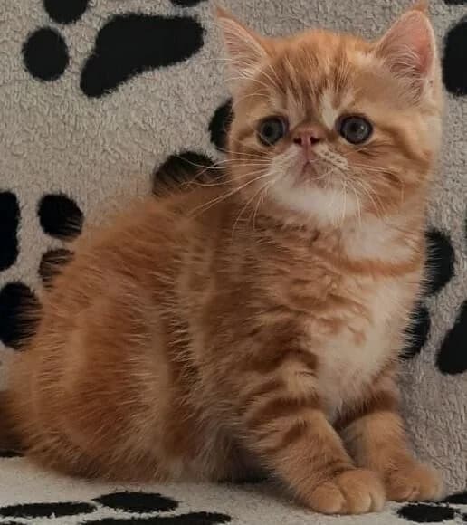 Ekzoticheskaya devochka (Экзотическая девочка), Mixed Breed (Kotyata Darom)