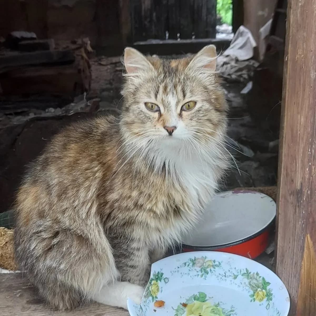 Koshka v khoroshie ruki (Кошка в хорошие руки), Mixed Breed (Kotyata Darom)