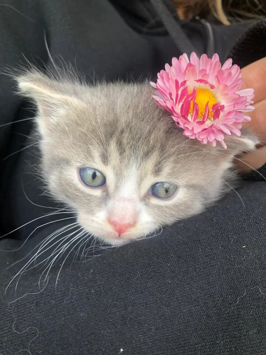 Kotёnok (Котёнок), Mixed Breed (Kotyata Darom)