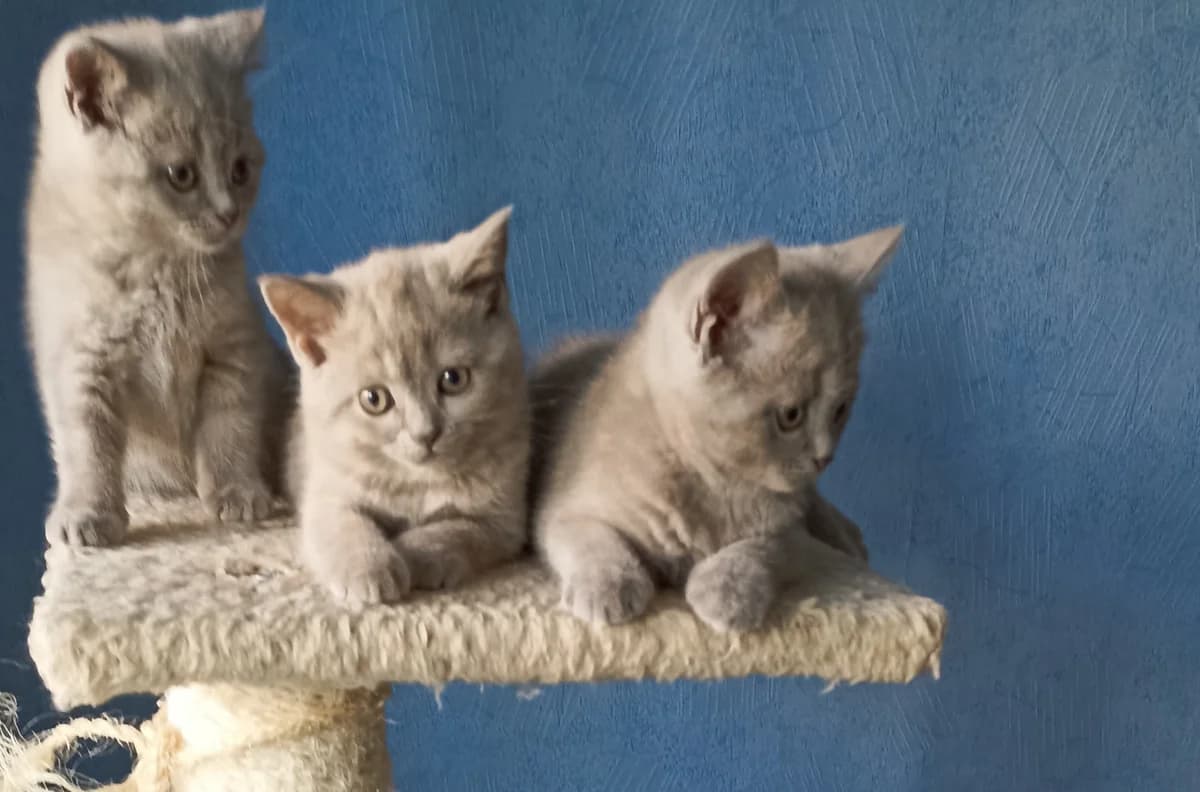 Shotlandskie kotyata (Шотландские котята), Mixed Breed (Kotyata Darom)