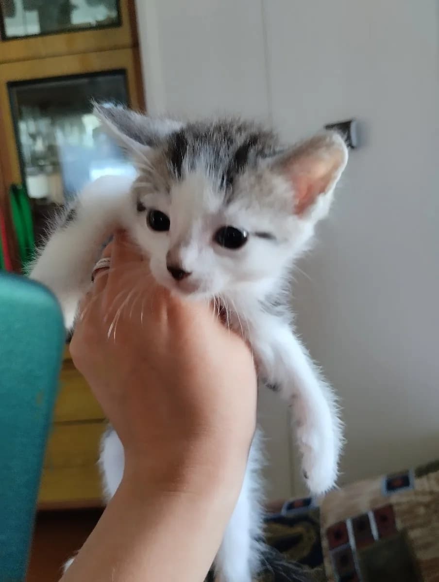 Kotyata v dar (Котята в дар), Mixed Breed (Kotyata Darom)