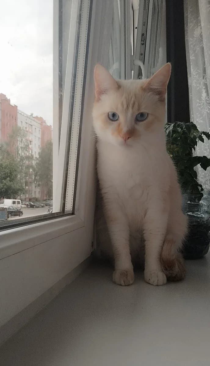 Belyashik ishtet dom (Беляшик ищет дом), Mixed Breed (Kotyata Darom)