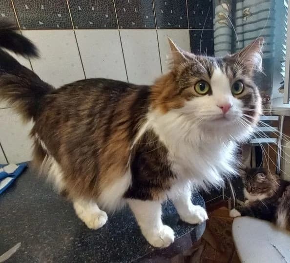 Semen ishtet dom (Семен ищет дом), Mixed Breed (Kotyata Darom)