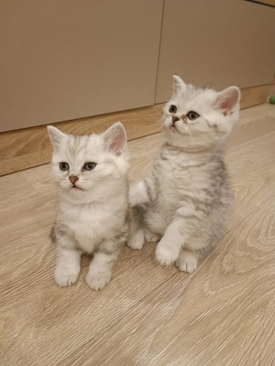 Shotlandskie kotyata (Шотландские котята), Mixed Breed (Kotyata Darom)
