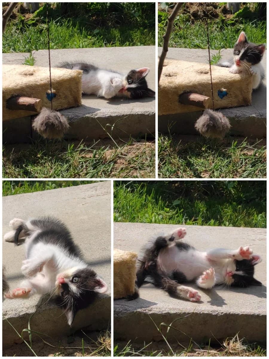 Kotёnok - malenkiy, no uzhe samostoyatelnyy (Котёнок - маленький, но уже самостоятельный), Mixed Breed (Kotyata Darom)