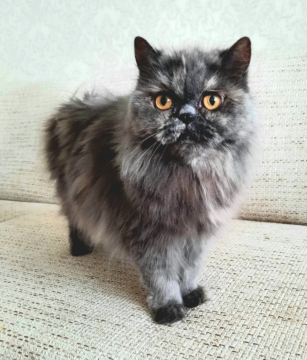 Madam Matilda ishtet novykh khozyaev (Мадам Матильда ищет новых хозяев), Mixed Breed (Kotyata Darom)
