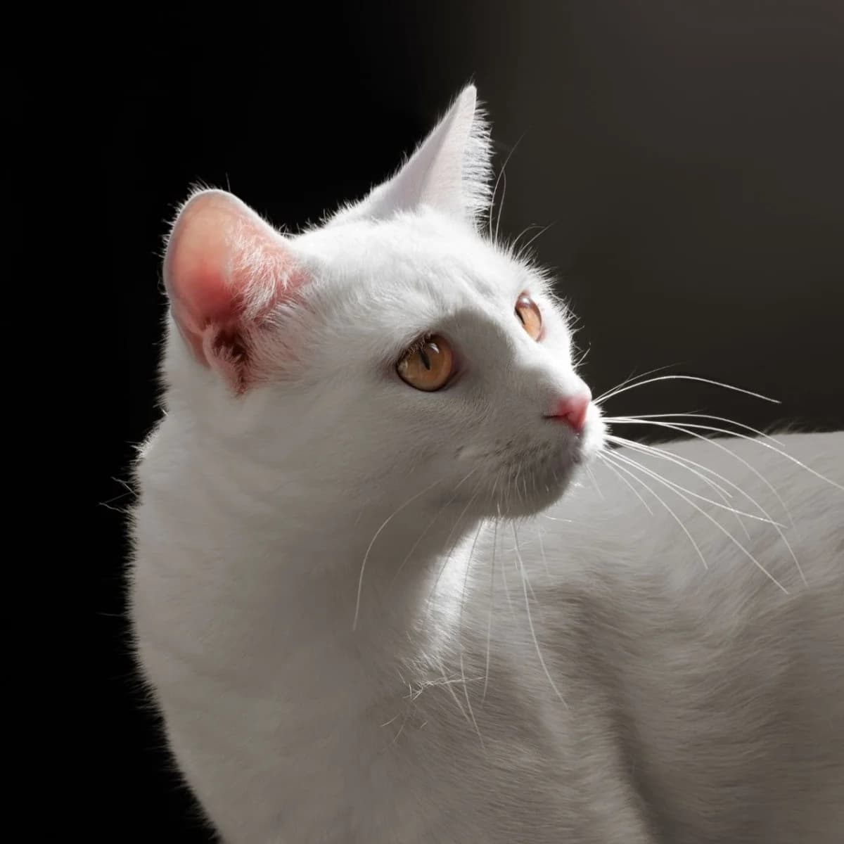 Kotik v dobrye ruki (Котик в добрые руки), Mixed Breed (Kotyata Darom)