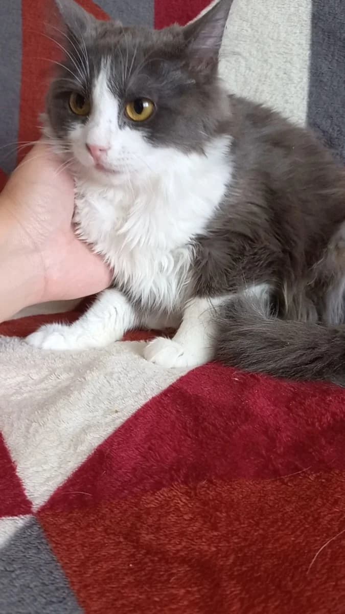 Kotёnok, 6 mesyatsev (Котёнок, 6 месяцев), Mixed Breed (Kotyata Darom)
