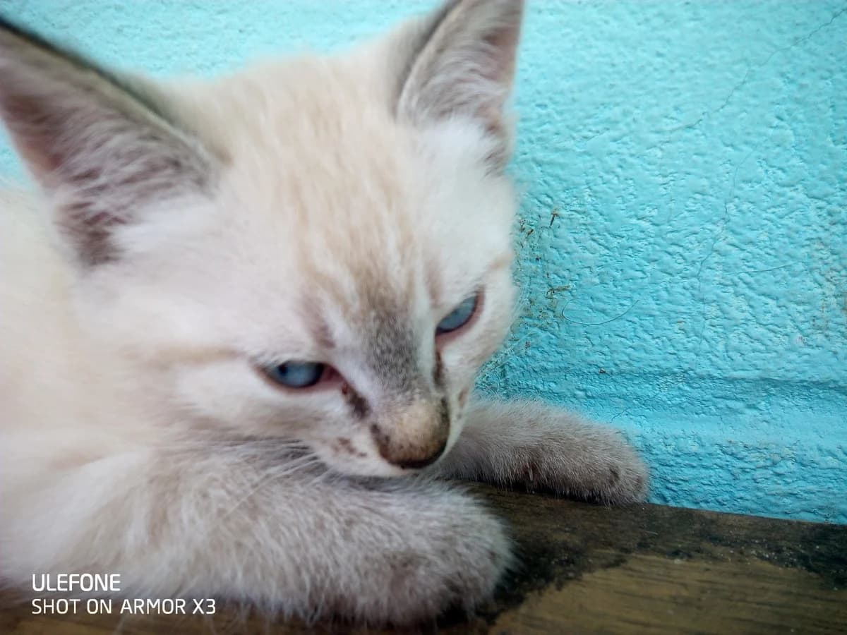 Kotёnok v dar (Котёнок в дар), Mixed Breed (Kotyata Darom)