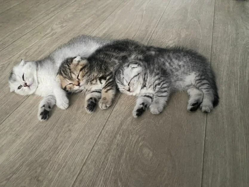 Shotlandskie kotyata (Шотландские котята), Mixed Breed (Kotyata Darom)