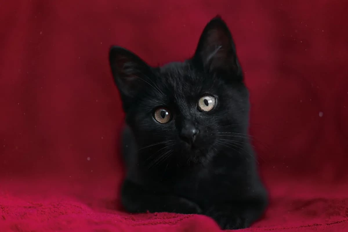 Shikarnye chёrnye kotyata v samye dobrye ruki (Шикарные чёрные котята в самые добрые руки), Mixed Breed (Kotyata Darom)