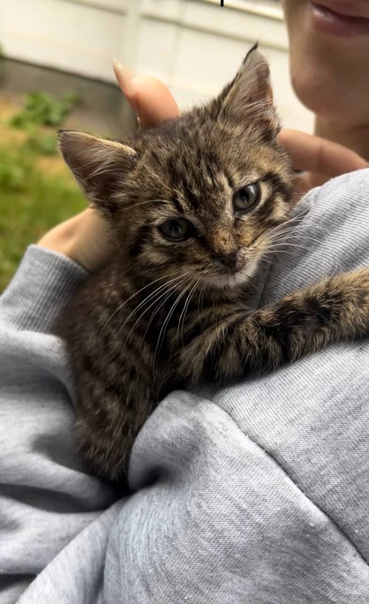 Kotenok v dobrye ruki (Котенок в добрые руки), Mixed Breed (Kotyata Darom)