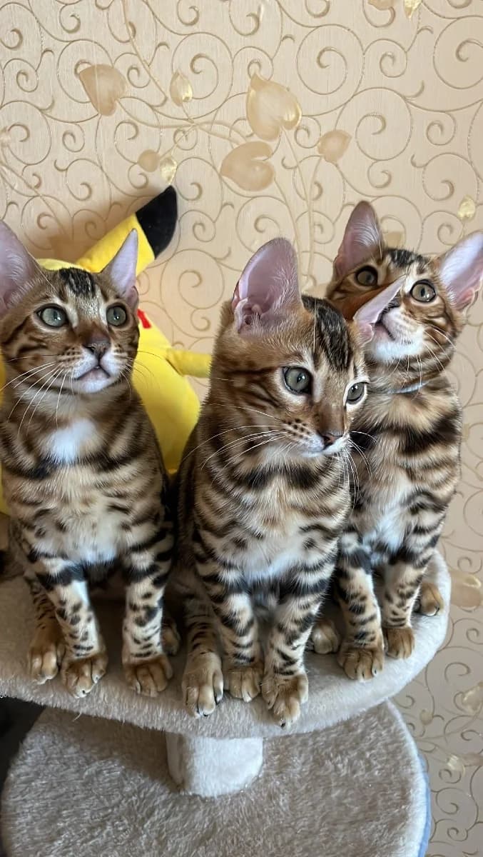 Bengalskie kotyata (Бенгальские котята), Mixed Breed (Kotyata Darom)