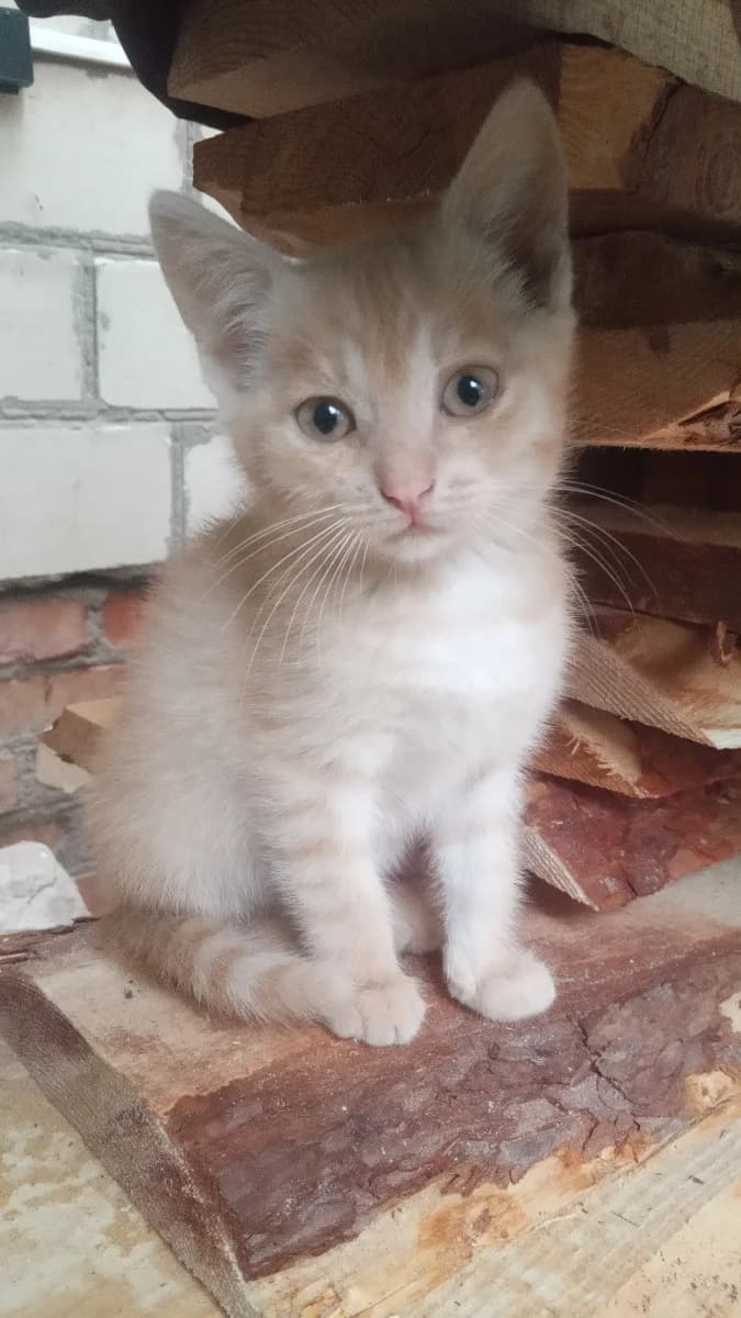 Ryzhiy kotik dobryachёk (Рыжий котик добрячёк), Mixed Breed (Kotyata Darom)