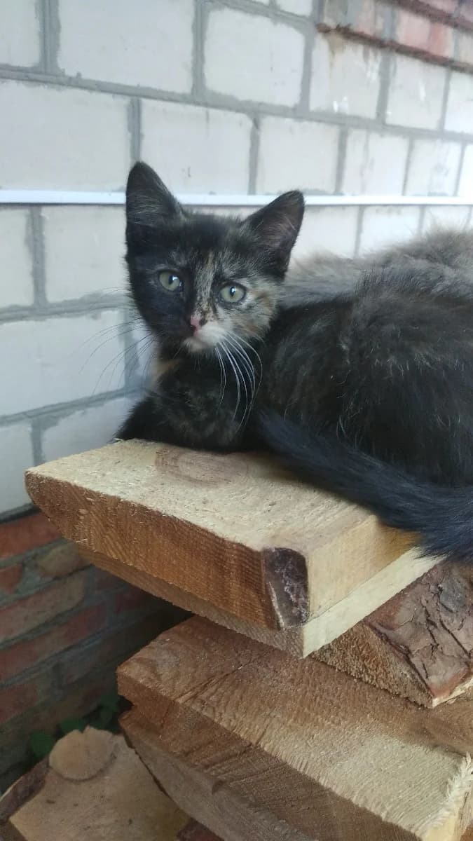 Otdam kotyat v dar (Отдам котят в дар), Mixed Breed (Kotyata Darom)