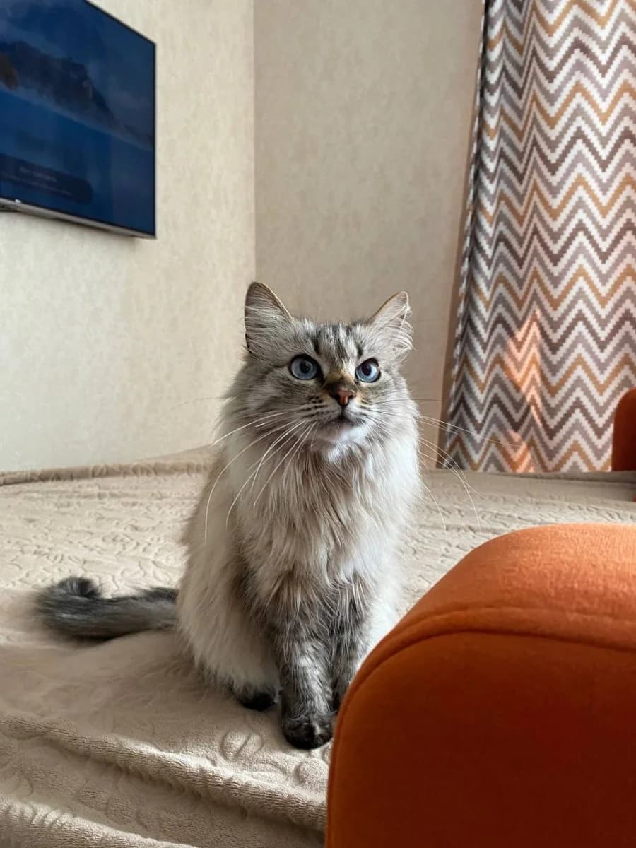 Koshka v dobrye ruki (Кошка в добрые руки), Mixed Breed (Kotyata Darom)