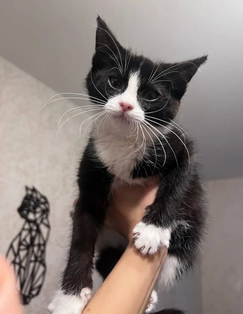 Kotёnok ishtet dom (Котёнок ищет дом), Mixed Breed (Kotyata Darom)