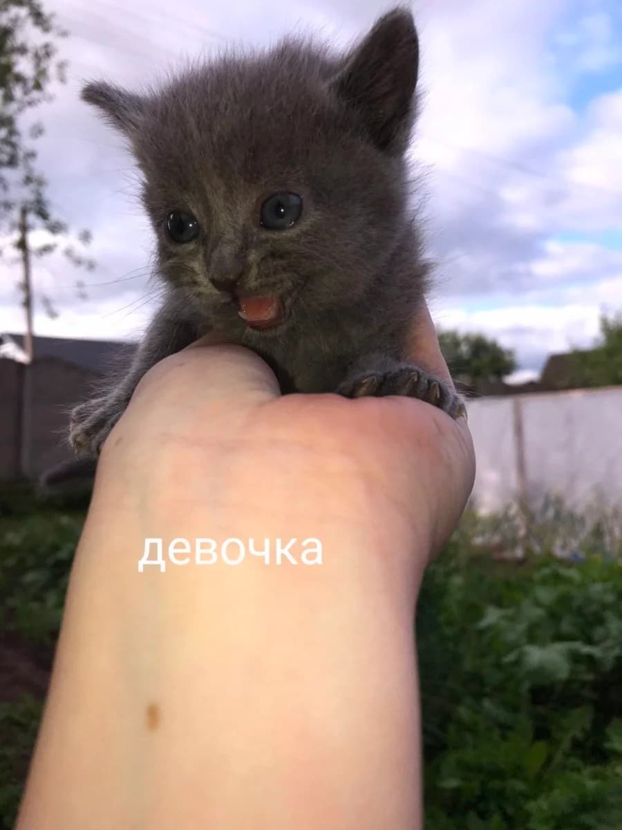 Otdam kotyat v khoroshie i laskovye ruki (Отдам котят в хорошие и ласковые руки), Mixed Breed (Kotyata Darom)