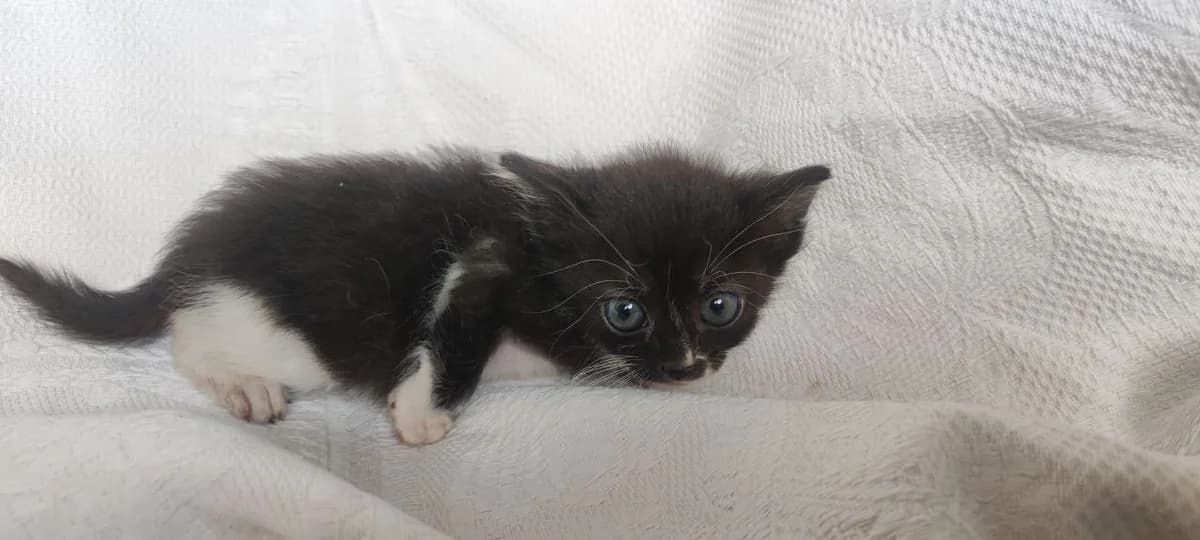 Kotenok v dar, sos, otgryzena lapa (Котенок в дар, сос, отгрызена лапа), Mixed Breed (Kotyata Darom)