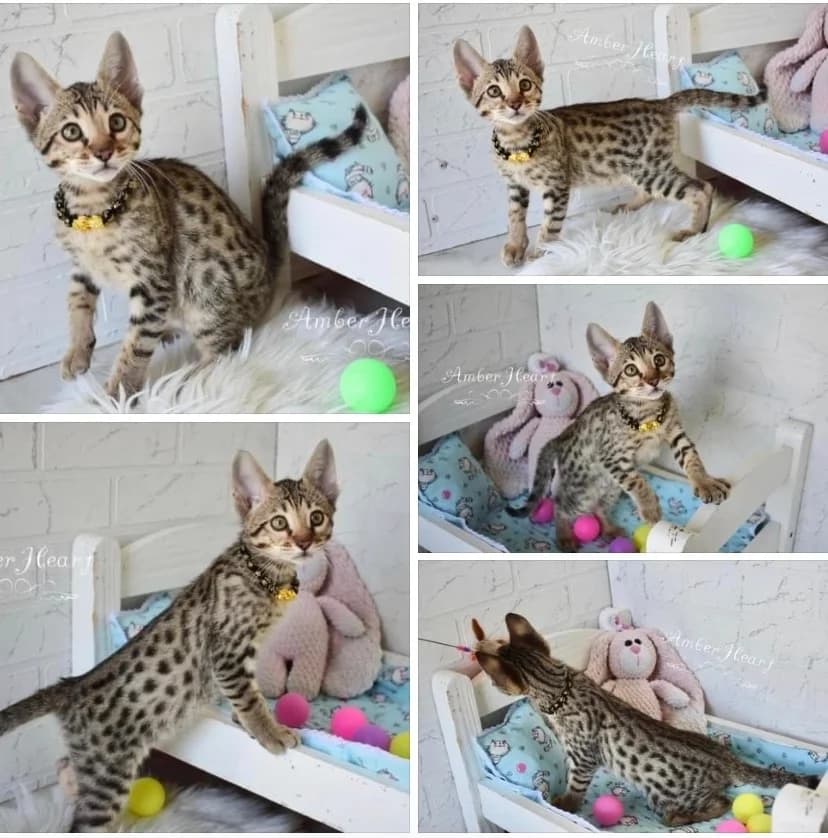 Kotenok savanna Savannah F6 SBT (Котенок саванна Savannah F6 SBT), Mixed Breed (Kotyata Darom)