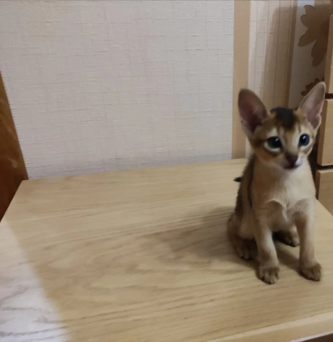 Abissinskie kotyata (Абиссинские котята), Mixed Breed (Kotyata Darom)