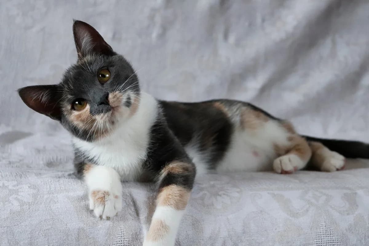 Nezhnaya krasotka Marsala ochen khochet nayti svoego cheloveka (Нежная красотка Марсала очень хочет , Mixed Breed (Kotyata Darom)