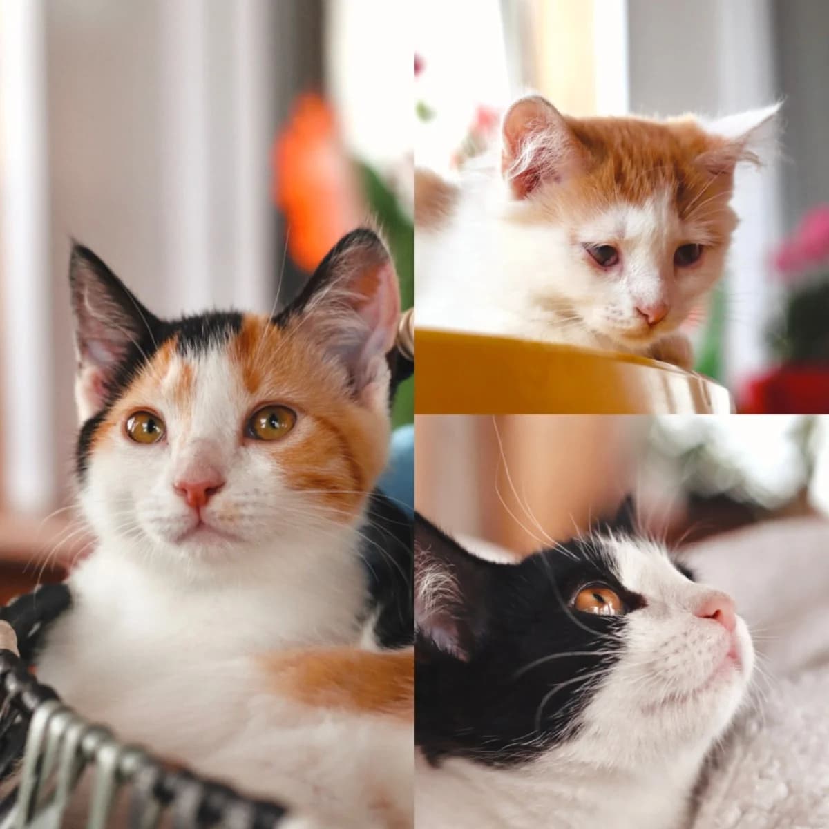 Kotyata v dar (Котята в дар), Mixed Breed (Kotyata Darom)