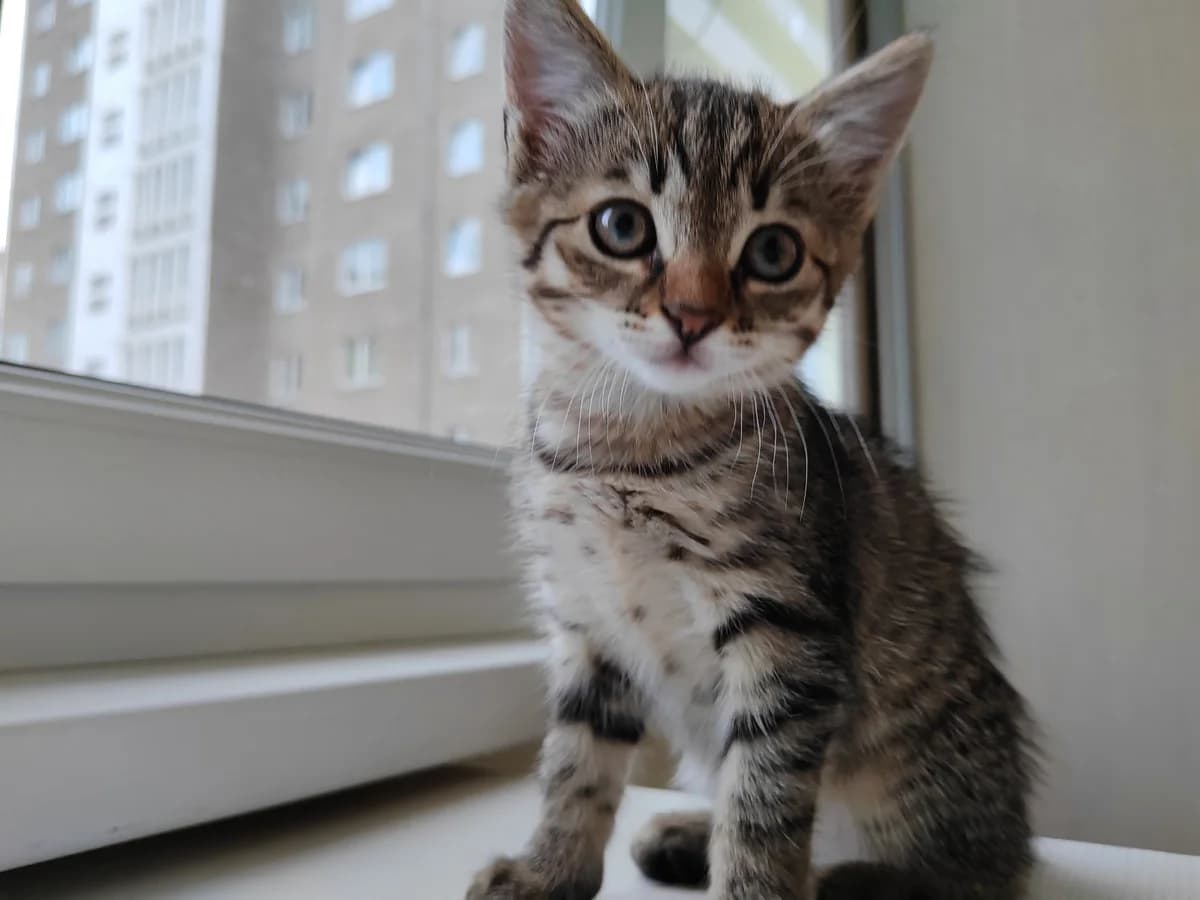 Kotenok v dar (Котенок в дар), Mixed Breed (Kotyata Darom)
