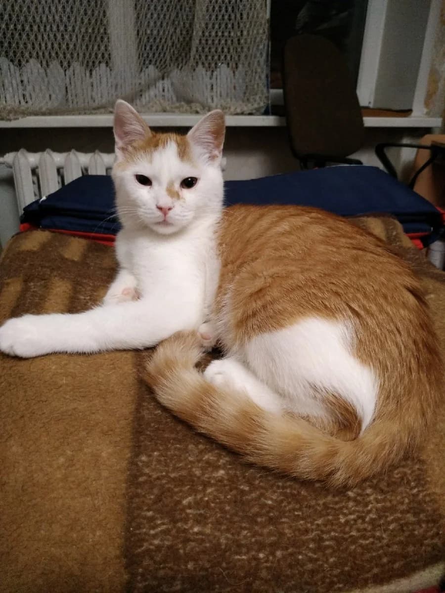 Molodoy kotik v dar (Молодой котик в дар), Mixed Breed (Kotyata Darom)