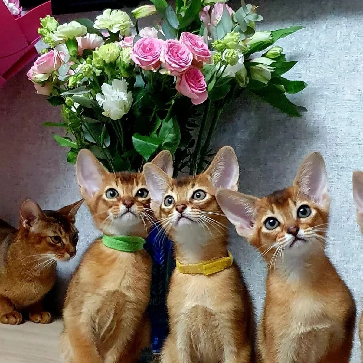 Prodazha abissinskikh kotyat (Продажа абиссинских котят), Mixed Breed (Kotyata Darom)