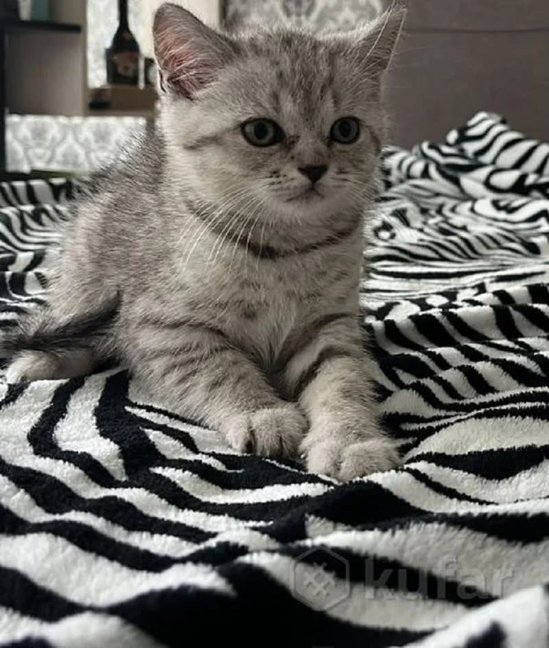 Shotlandskie kotyata (Шотландские котята), Mixed Breed (Kotyata Darom)