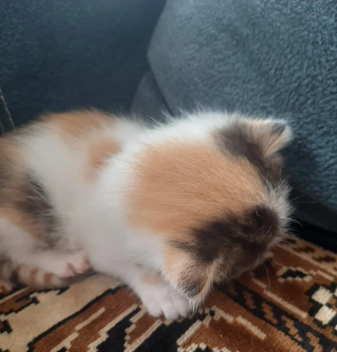Kotёnok devochka (Котёнок девочка), Mixed Breed (Kotyata Darom)