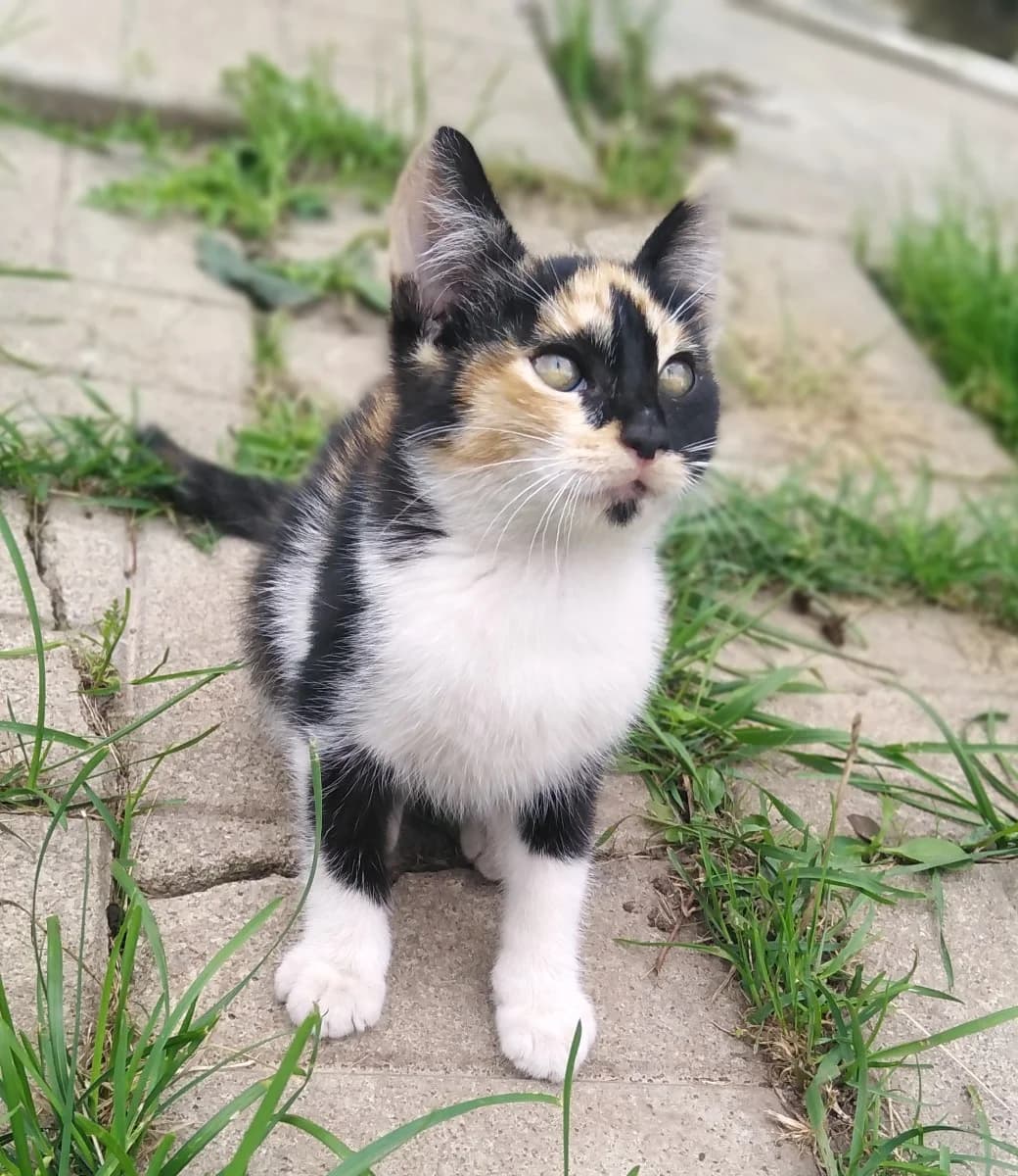 Trekhtsvetnaya malyshka ishtet dom (Трехцветная малышка ищет дом), Mixed Breed (Kotyata Darom)