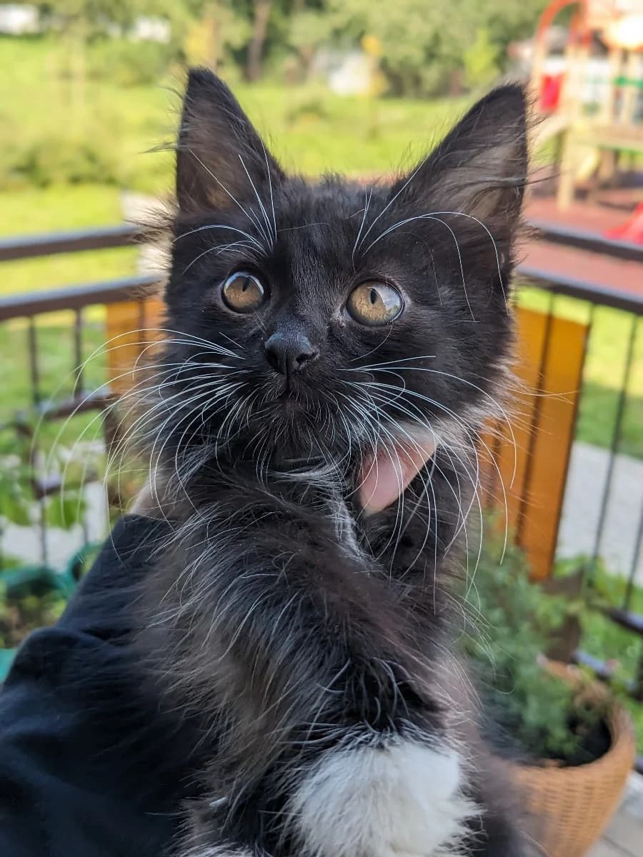 Kotёnok v dar (Котёнок в дар), Mixed Breed (Kotyata Darom)