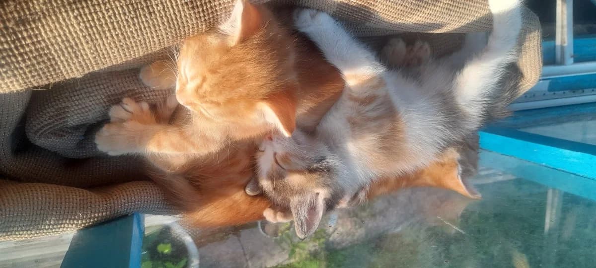 Kotyata v dar (Котята в дар), Mixed Breed (Kotyata Darom)